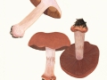 Cortinarius (Phleg.)  rufoolivaceus (Pers.) Fr. , Violetter Klumpfuß