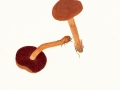 Cortinarius (Derm.) semisanguineus (Fr.:Fr.) Gill. , Blutblättriger Hautkopf