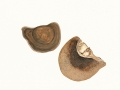 Daedaleopsis confragosa (Bolton:Fr.) J. Schröt. , Rötender Blätterwirrling, Rötende Tramete