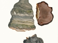 Fomes fomentarius  (L.) Fr. , Echter Zunderschwamm