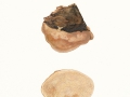 Fomitopsis pinicola (Sw.:Fr.) P. Karst. , Rotrandiger Baumschwamm