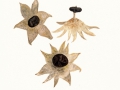 Geastrum pectinatum Pers. , Kamm-Erdstern