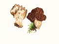 Gyromitra gigas (Krombh.) Cooke , Riesenlorchel