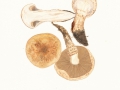 Hebeloma radicosum (Krombh.) Cooke , Marzipan-Fälbling