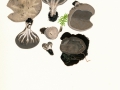 Helvella costifera  Nannf. , Grauweiße Becher-Lorchel