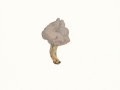 Helvella lacunosa Afzel.: Fr. , Gruben-Lorchel