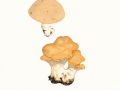 Hydnum repandum L.:Fr. , Semmel-Stoppelpilz