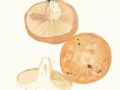 Lactarius acerrimus Britz. , Queradriger Milchling