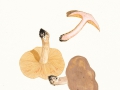 Lactarius pterosporus Romagn. , Scharfer Korallenreizker