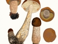 Leccinum aurantiacum (Bull.) Gray, Laubwald-Rotkappe