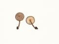 Cystolepiota eriophora (Peck) Knudsen, Lange's Stachelschirmling, Kleinster Stachelschirmling