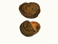 Phellinus hippophaecola H.Jahn , Sanddorn-Feuerschwamm