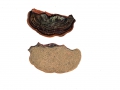 Phellinus pini (Brot.:Fr.) Ames , Kiefern-Feuerschwamm