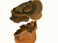 Phellinus ribi (Schum.:Fr.) Karst. , Stachelbeer-Feuerschwamm, Strauchporling
