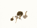 Pseudocraterellus undulatus (Pers.:Fr.) Rauschert , Vollstieliger Leistling