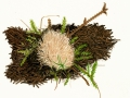 Pterula multifida (Chév.:Fr.) Corner , Starkriechende Borstenkoralle