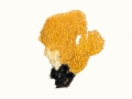 Ramaria aurea (Schaeff.:Fr.) Quél. , Goldgelbe Koralle
