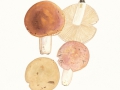 Russula pulchella Borsz. , Verblassender Täubling