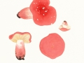 Russula rosea Pers. , 1, Zinnober-Täubling