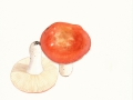 Russula rosea Pers. ,2 , Zinnober-Täubling