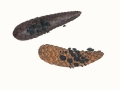 Ciboria bulgarioides (Rabenh.) Baral , Fichtenzapfen-Becherling