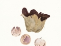 Sarcophaera coronaria (Jacq.) J.Schröt. , Violetter Kronenbecherling