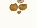 Scleroderma areolatum Ehrenb. , Leoparden-Hartbovist