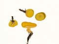 Sowerbyella densireticulata J. Moravec