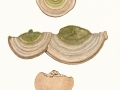 Trametes hirsuta (Wulfen:Fr.) Pilát , Striegelige Tramete