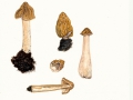 Verpa bohemica (Krombh.) J.Schröt. , Böhmische Verpel