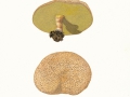 Xerocomus truncatus Singer, Snell & E.A.Dick , Falscher Rotfuß-Röhrling