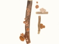 Schizophyllum amplum (Lév.) Nakasone, Pappel-Judasöhrchen
