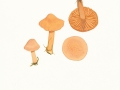 Cuphophyllus pratensis (Schaeffer:Fr.) Bon , Wiesen-Ellerling, Orange-Ellerling