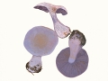 Cortinarius (Phleg.)  caerulescens (Schaeff.) Fr. , Blauer Klumpfuß