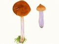 Cortinarius (Myx.) collinitus (Sow.:Fr.) Gray , Blaustiel-Schleimfuß