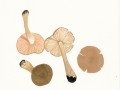 Entoloma vernum  S.Lundell , Frühlings-Rötling