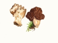 Gyromitra gigas (Krombh.) Cooke , Riesenlorchel