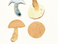 Gyroporus cyanescens (Bull.:Fr.) Quél. , Kornblumen-Röhrling