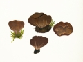 Helvella acetabulum (L.) Quél. , Hochgerippter Becherling