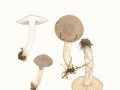 Hygrophorus agathosmus (Fr.) Fr. var. agathosmus, Wohlriechender Schneckling
