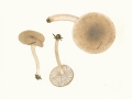 Hygrophorus pustulatus (Pers.:Fr.) Fr. , Schwarzpunktierter Schneckling
