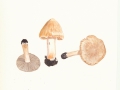 Inocybe erubescens Blytt , Ziegelroter Risspilz