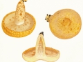 Lactarius scrobiculatus  (Scop.:Fr.) Fr. , Grubiger Fichten-Milchling, Strohgelber Milchling
