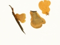 Tapinella  panuoides (Fr.:Fr.) Gilb. , Muschel-Krempling