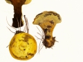 Phaeolus spadiceus (Pers.:Fr.) Rauschert , Nadelholz-Braunporling