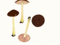 Pluteus romellii  (Britzelm.) Sacc. , Gelbstieliger Dachpilz