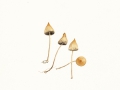 Psilocybe semilanceata (Fr.) Kumm. , Spitzkegeliger Kahlkopf