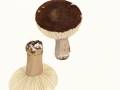 Russula adusta Fr. , Rauchbrauner Täubling