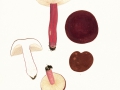 Russula queletii Fr., Stachelbeer-Täubling