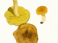 Tricholoma equestre (L.) Kumm. var. equestre, Grünling